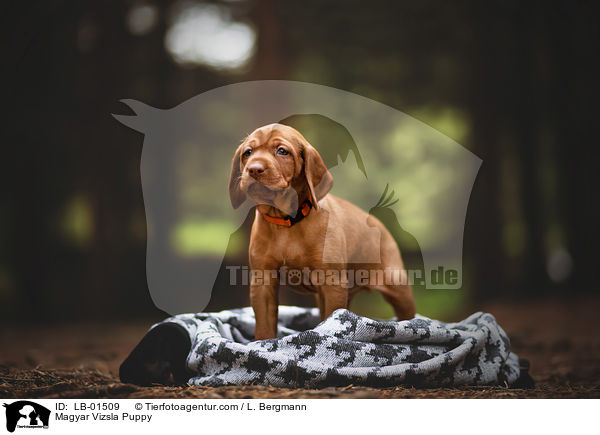 Magyar Vizsla Puppy / LB-01509