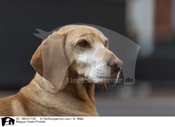 Magyar Vizsla Portrait / NW-01156