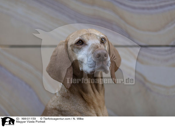 Magyar Vizsla Portrait / NW-01159