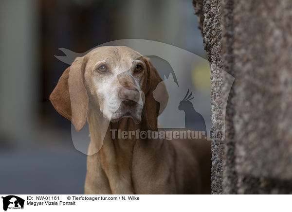 Magyar Vizsla Portrait / Magyar Vizsla Portrait / NW-01161