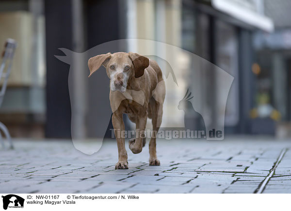 laufender Magyar Vizsla / walking Magyar Vizsla / NW-01167