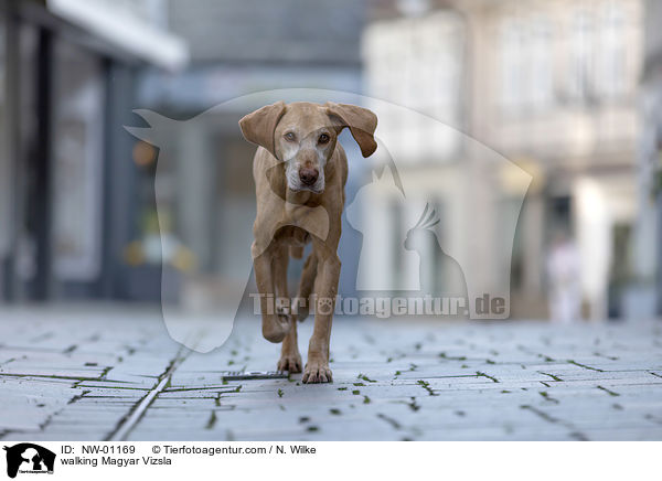 walking Magyar Vizsla / NW-01169