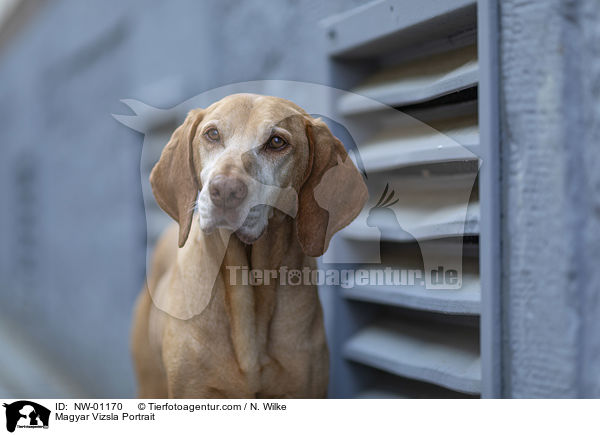 Magyar Vizsla Portrait / Magyar Vizsla Portrait / NW-01170