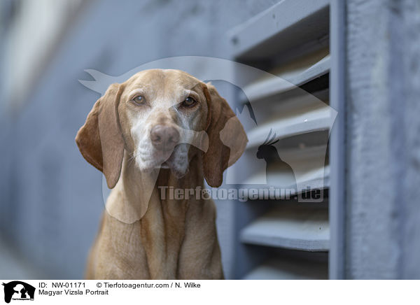 Magyar Vizsla Portrait / NW-01171