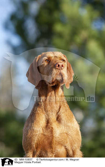 Magyar Vizsla Portrait / MW-10857