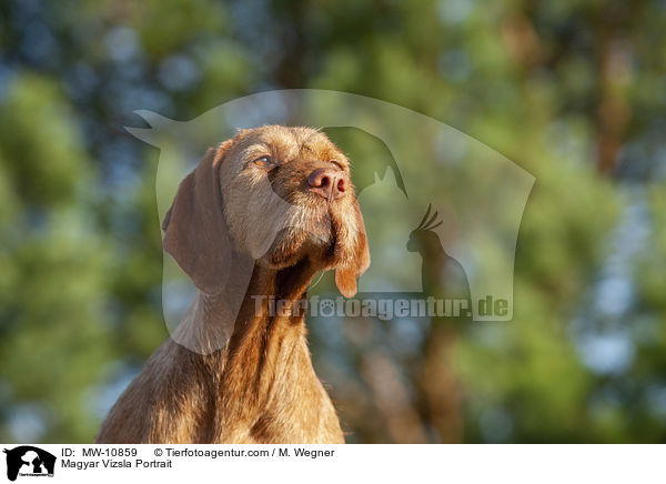 Magyar Vizsla Portrait / Magyar Vizsla Portrait / MW-10859