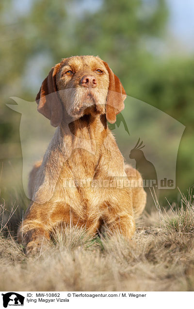 liegender Magyar Vizsla / lying Magyar Vizsla / MW-10862