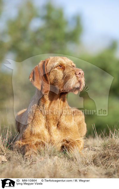 liegender Magyar Vizsla / lying Magyar Vizsla / MW-10864