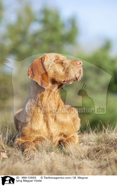 liegender Magyar Vizsla / lying Magyar Vizsla / MW-10865