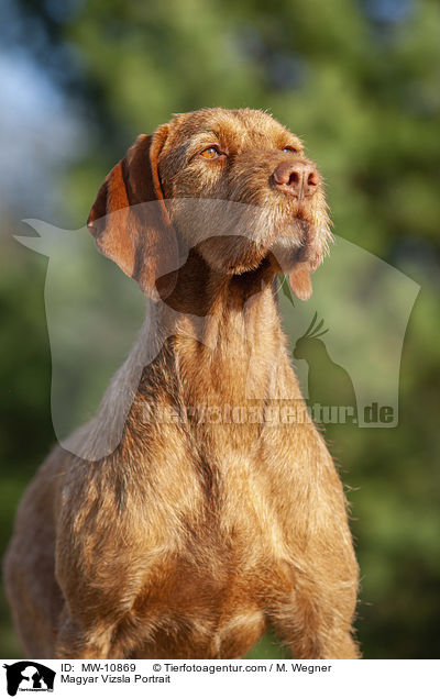 Magyar Vizsla Portrait / Magyar Vizsla Portrait / MW-10869