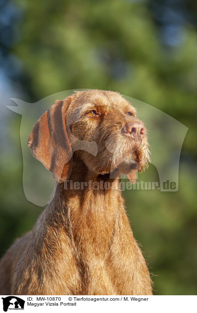 Magyar Vizsla Portrait / Magyar Vizsla Portrait / MW-10870