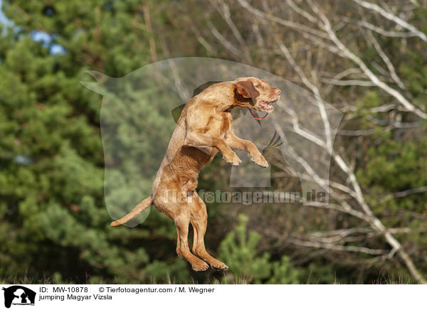 jumping Magyar Vizsla / MW-10878