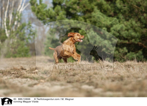 rennender Magyar Vizsla / running Magyar Vizsla / MW-10888