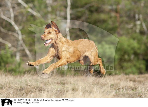 rennender Magyar Vizsla / running Magyar Vizsla / MW-10890