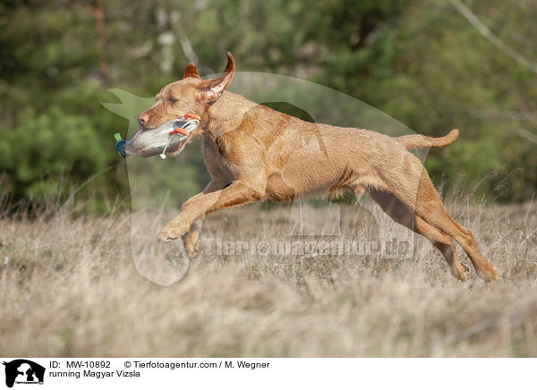 running Magyar Vizsla / MW-10892