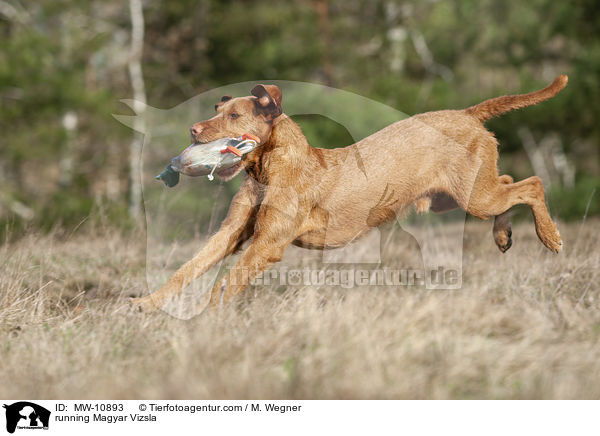 running Magyar Vizsla / MW-10893