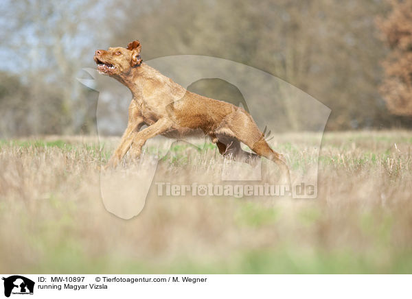 running Magyar Vizsla / MW-10897