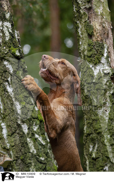 Magyar Vizsla / Magyar Vizsla / MW-10909