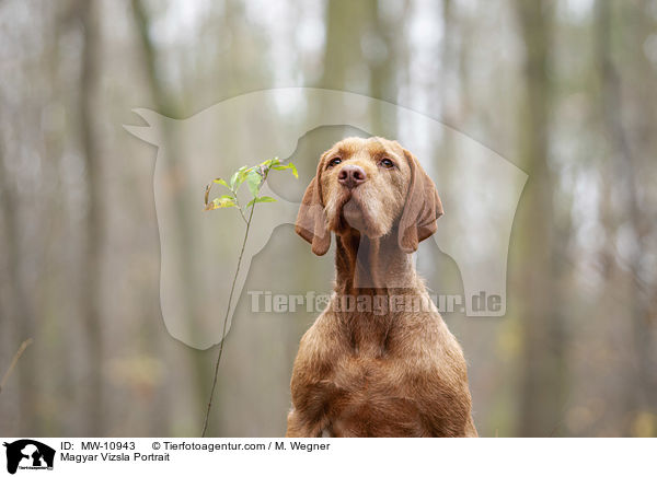 Magyar Vizsla Portrait / Magyar Vizsla Portrait / MW-10943