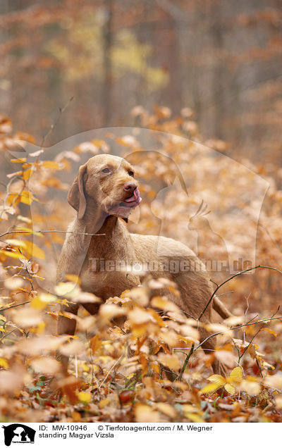 stehender Magyar Vizsla / standing Magyar Vizsla / MW-10946