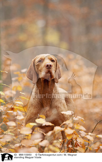 stehender Magyar Vizsla / standing Magyar Vizsla / MW-10950