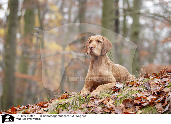 liegender Magyar Vizsla / lying Magyar Vizsla / MW-10966