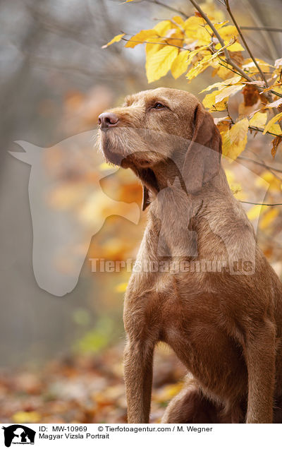 Magyar Vizsla Portrait / Magyar Vizsla Portrait / MW-10969