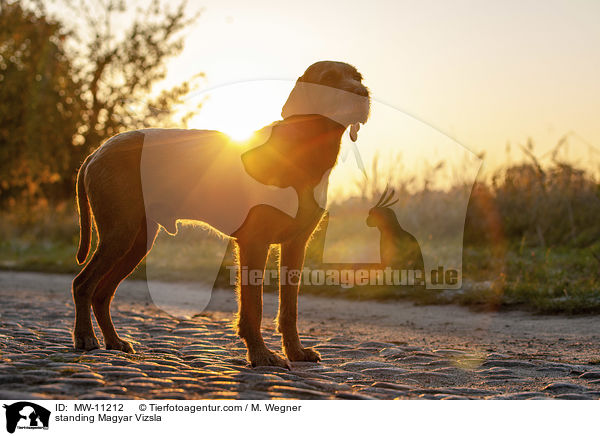 stehender Magyar Vizsla / standing Magyar Vizsla / MW-11212