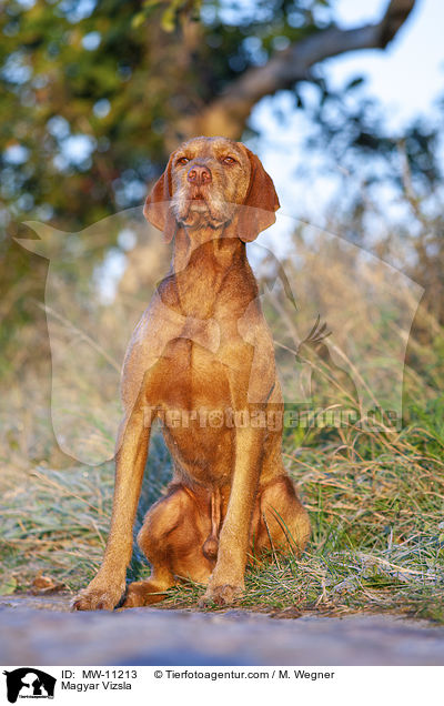 Magyar Vizsla / Magyar Vizsla / MW-11213