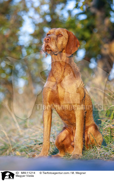 Magyar Vizsla / Magyar Vizsla / MW-11214