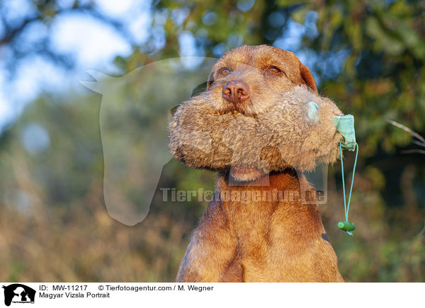 Magyar Vizsla Portrait / Magyar Vizsla Portrait / MW-11217