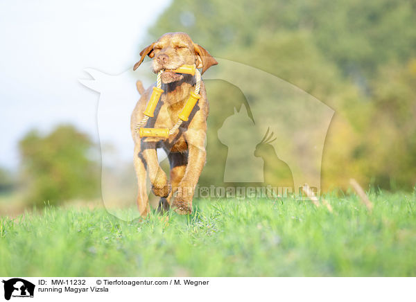 rennender Magyar Vizsla / running Magyar Vizsla / MW-11232