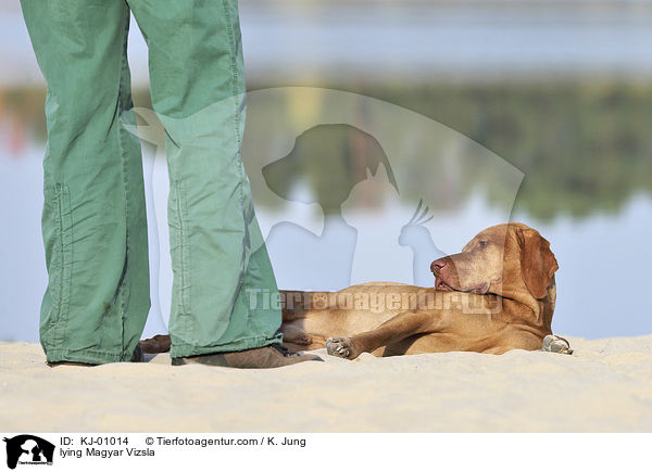 liegender Magyar Vizsla / lying Magyar Vizsla / KJ-01014