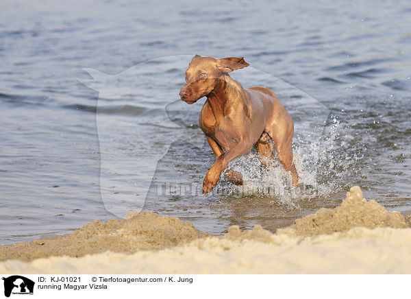 running Magyar Vizsla / KJ-01021