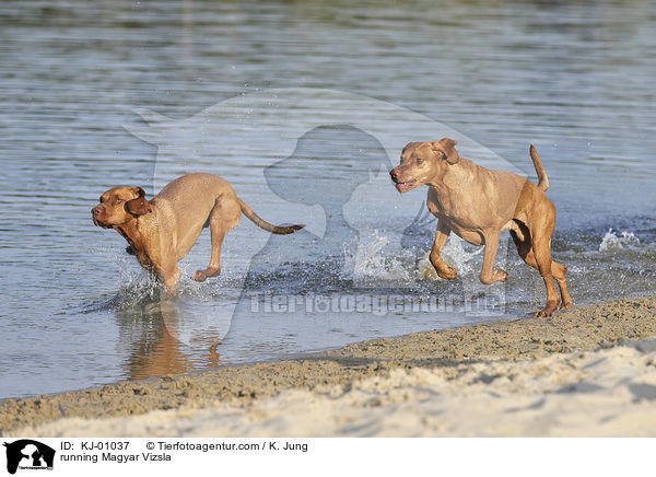 running Magyar Vizsla / KJ-01037