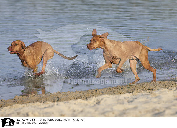 running Magyar Vizslas / KJ-01038