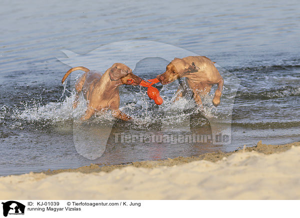 running Magyar Vizslas / KJ-01039