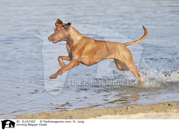 running Magyar Vizsla / KJ-01052