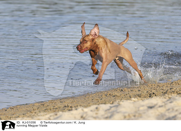 running Magyar Vizsla / KJ-01056