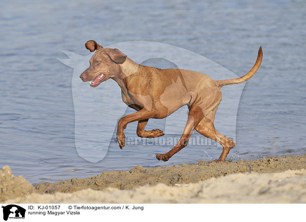 running Magyar Vizsla / KJ-01057