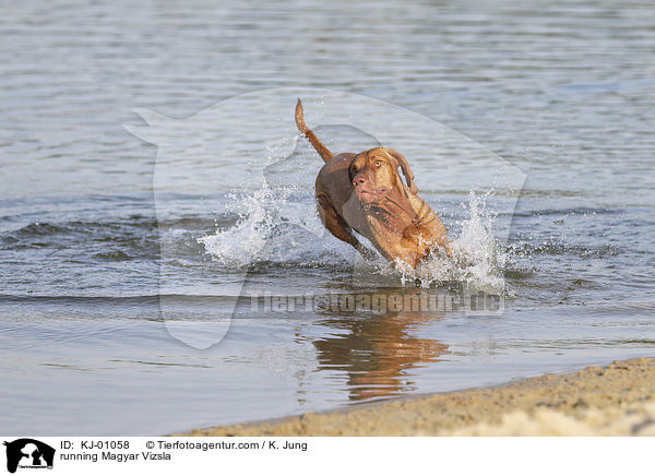 running Magyar Vizsla / KJ-01058