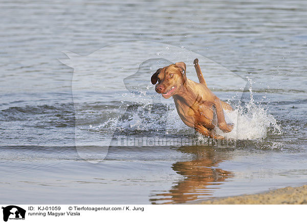 running Magyar Vizsla / KJ-01059