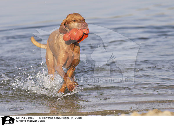 running Magyar Vizsla / KJ-01063