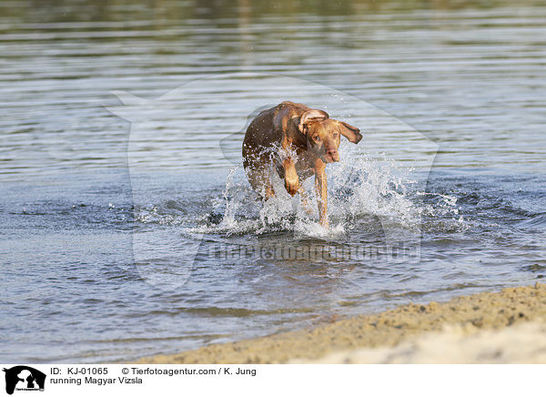 running Magyar Vizsla / KJ-01065