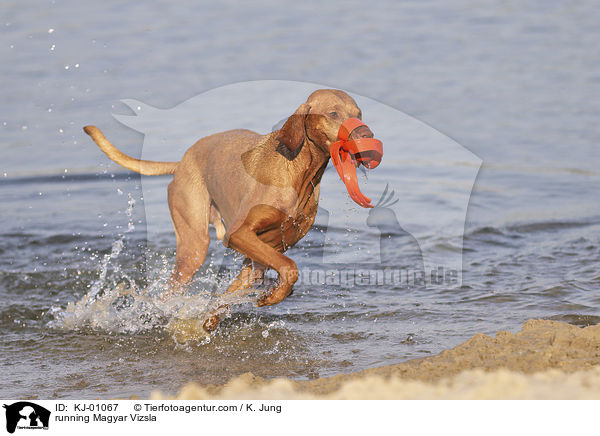 running Magyar Vizsla / KJ-01067