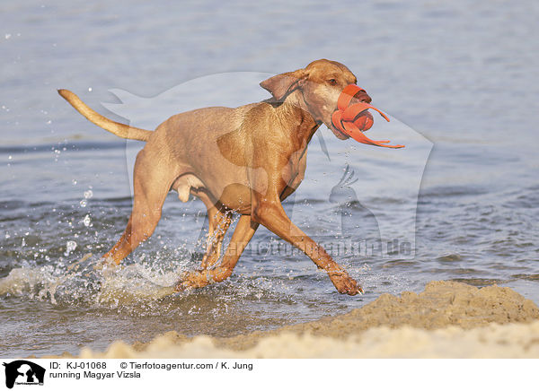 rennender Magyar Vizsla / running Magyar Vizsla / KJ-01068