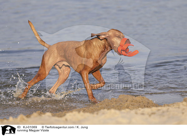 running Magyar Vizsla / KJ-01069