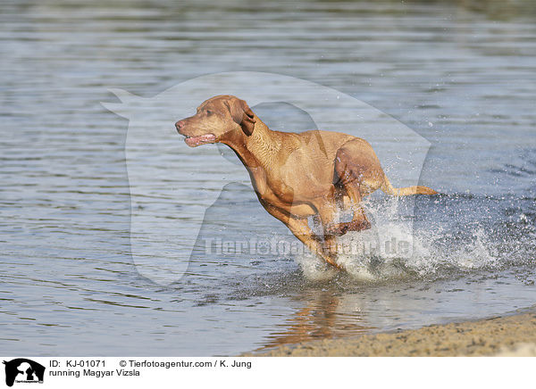 running Magyar Vizsla / KJ-01071