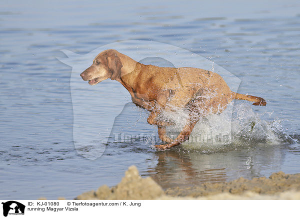 running Magyar Vizsla / KJ-01080