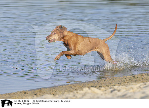 running Magyar Vizsla / KJ-01082